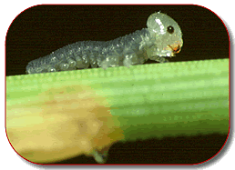 newly hatched pine sawfly larva, photo by Rick West