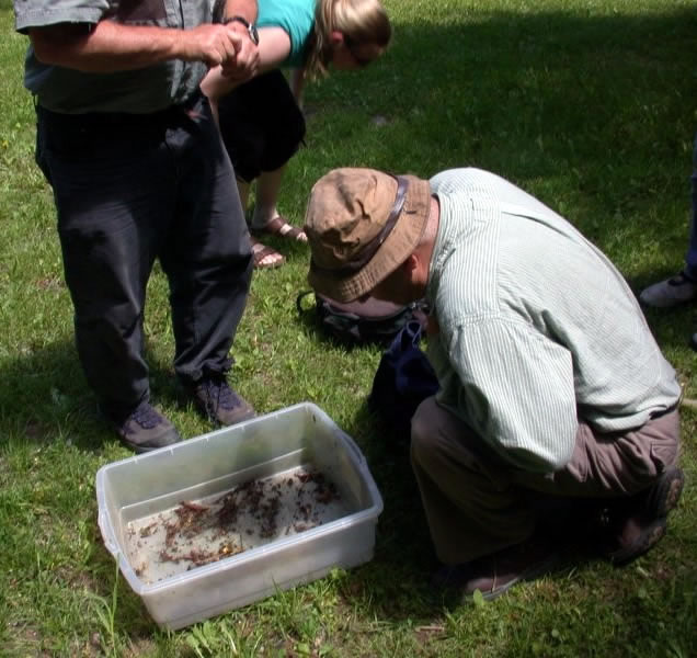 David Boyle searching for beetles in a litter sample.  Photo by Jon Sweeney.